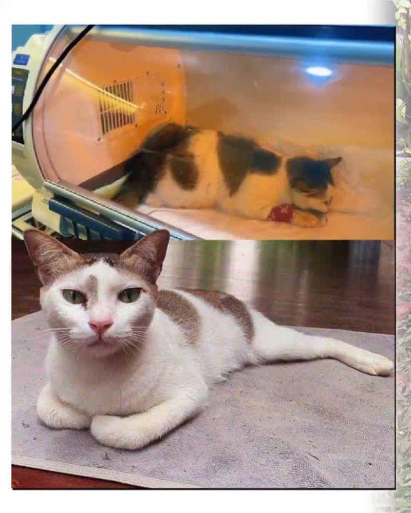 Instagram.com/pawswedan